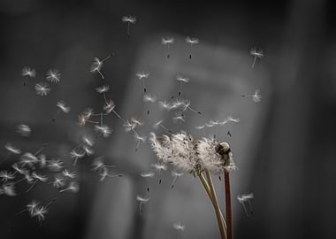 Dandelion seeds blowing in the wind