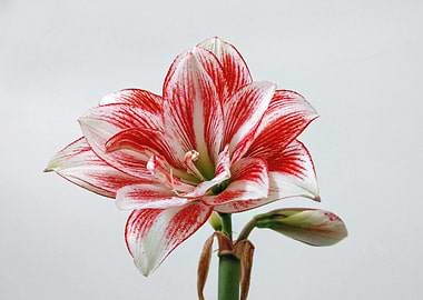 Stripped Amaryllis Flower