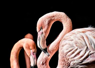 Flamingos on Black Background