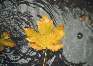 Autumn Leaf in Water
