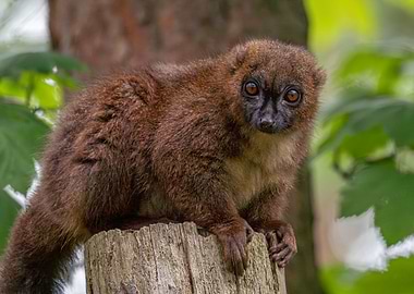 Red-bellied Lemur Portrait