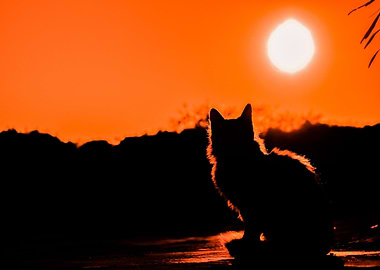 Cat Silhouette at Sunset