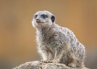 Alert Meerkat on Lookout