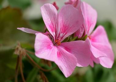Pink Geranium Flower Close-Up