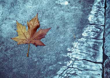 Autumn Leaf on Stone Surface