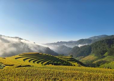 Terraced Rice Fields Landscape