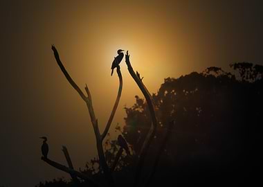 Birds Silhouetted at Sunset