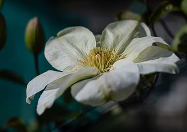 White Clematis Flower Close-Up