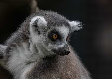 Ring-tailed Lemur Portrait