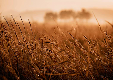 Golden Field at Sunrise