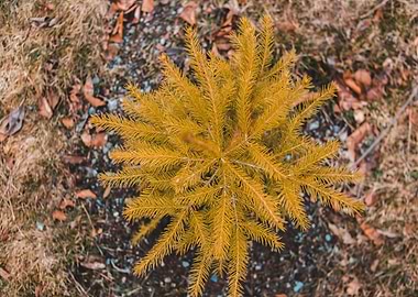 Golden Spruce Sapling Overhead View