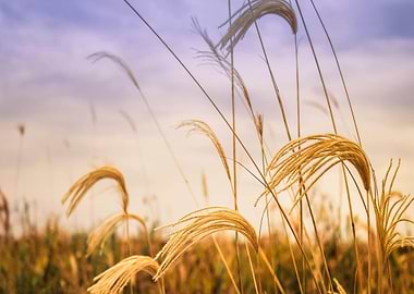 Golden Grass Field at Sunset