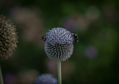 Bees on Globe Thistle Flower