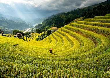 Rice Terraces in Vietnam