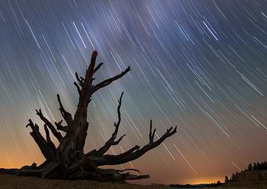 Star Trails Over Dead Tree