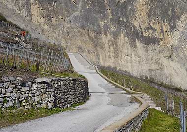 Mountain Road with Vineyard