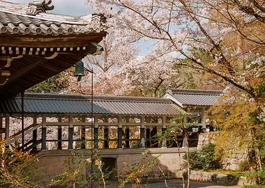 Japanese Temple with Cherry Blossoms