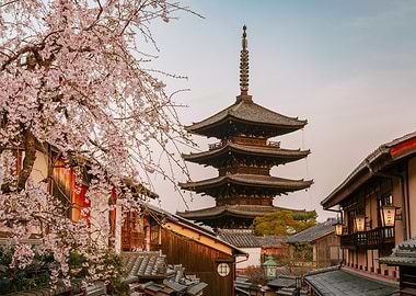 Cherry Blossoms in Kyoto