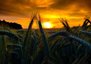 Wheat Field at Sunset