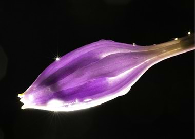 Purple Flower Bud