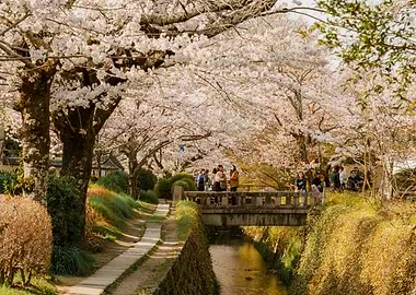 Cherry Blossoms in Kyoto, Japan
