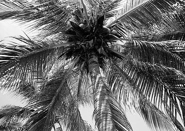 Summer Coconut Chill Palm 2
