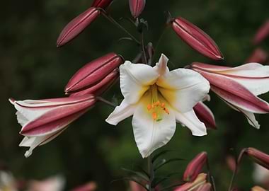 White and Red Lily Flower Close-Up