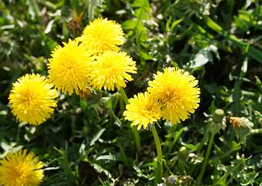 Bright Yellow Dandelions in Green Grass