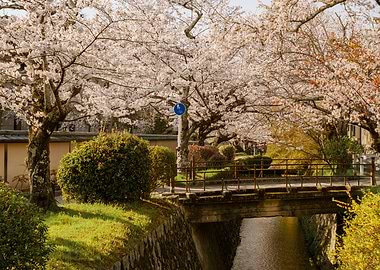 Cherry Blossom Bridge in Kyoto