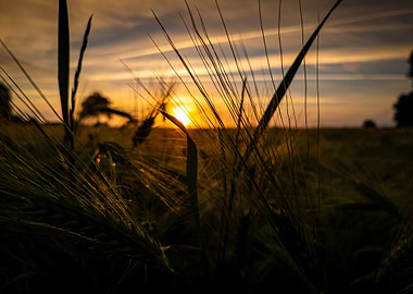 Wheat Field at Sunset