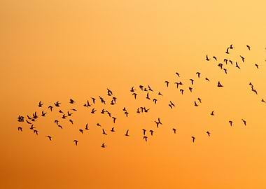 Birds Flying in Orange Sky