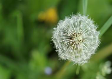 Dandelion Seed Head Close-Up