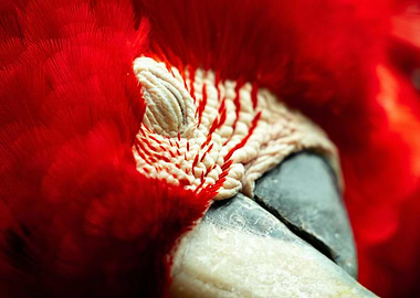 Close-up of a Red Macaw's Face