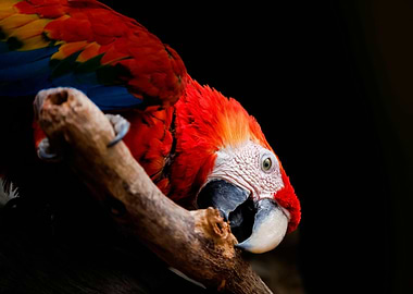 Scarlet Macaw on Branch
