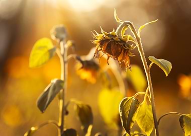 Wilted Sunflower in Golden Light