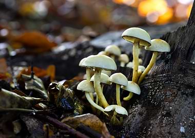 Cluster of Mushrooms on a Tree Stump