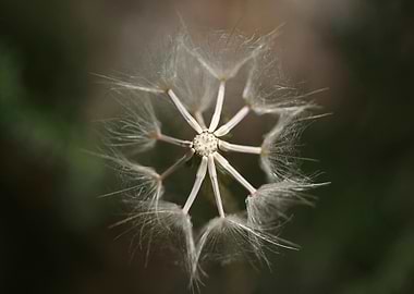Dandelion Seed Head Close-Up