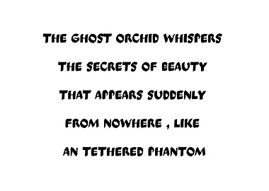 Ghost Orchid Whispers Text Art