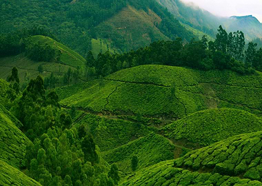 Lush Green Tea Plantation Landscape