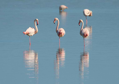 Flamingos standing in shallow water