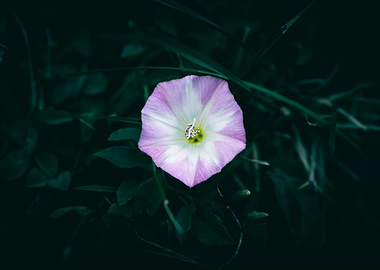 Pink and White Flower Close-Up