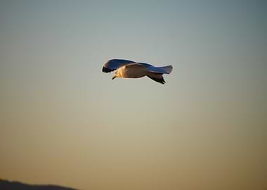 Seagull in flight at sunset