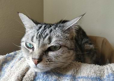 Grumpy Gray Cat Portrait