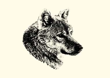 Wolf Portrait in Black and White