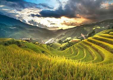 Rice Terraces in Vietnam Landscape