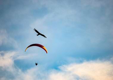 Paragliding and Bird in Cloudy Sky