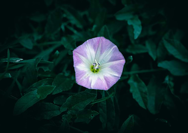 Purple and White Flower Close-Up