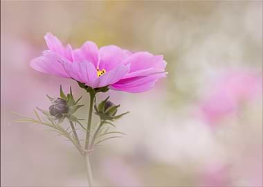 Pink Cosmos Flower
