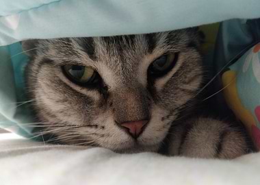 Cat under blanket close-up portrait