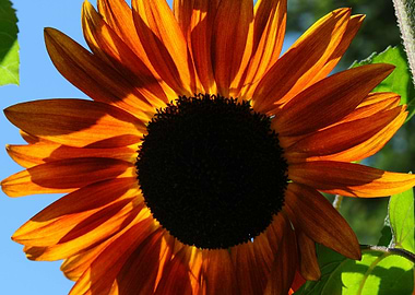 Radiant Orange Sunflower Close-Up